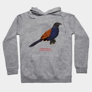 Greater Coucal | Centropus sinensis Hoodie